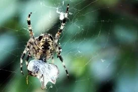 Toile araignée Toile araignée