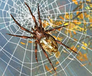 Extermination des araignées