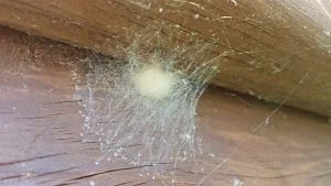 cocon avec toile araignée cocon avec toile araignée