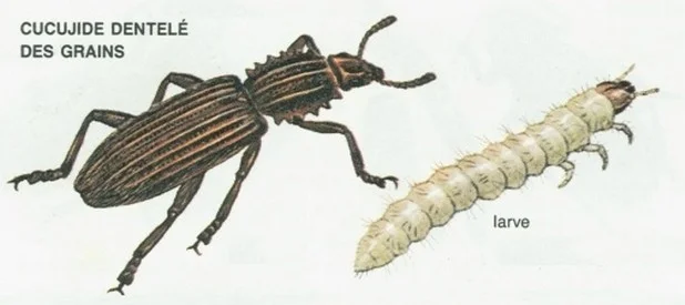 LE CUCUJIDE DENTELÉ DES GRAINS LE CUCUJIDE DENTELÉ DES GRAINS