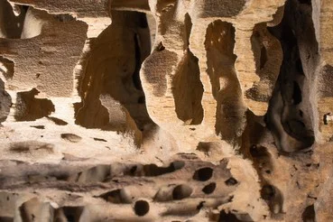 extermination fourmis charpentiere Dommage dans le bois causer par des fourmis charpentiere