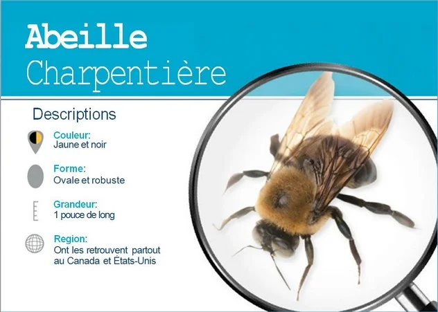 Exterminateur Abeille Exterminateur Abeille