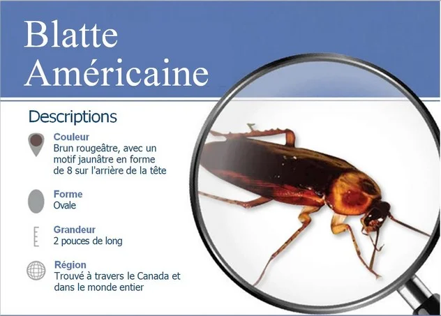 Schéma anatomique de la blatte américaine géante