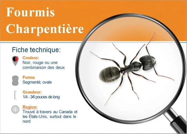 Schéma anatomique de la fourmi charpentière (Camponotus)