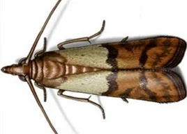 Exterminateur Pyrale Indienne 