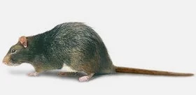 Extermination des rats