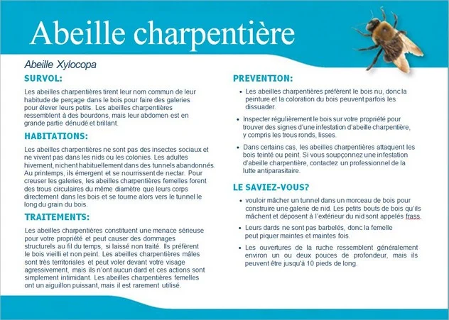 Description Abeille Charpentière