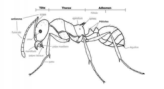Anatomie de base de la fourmis Anatomie de base de la fourmis