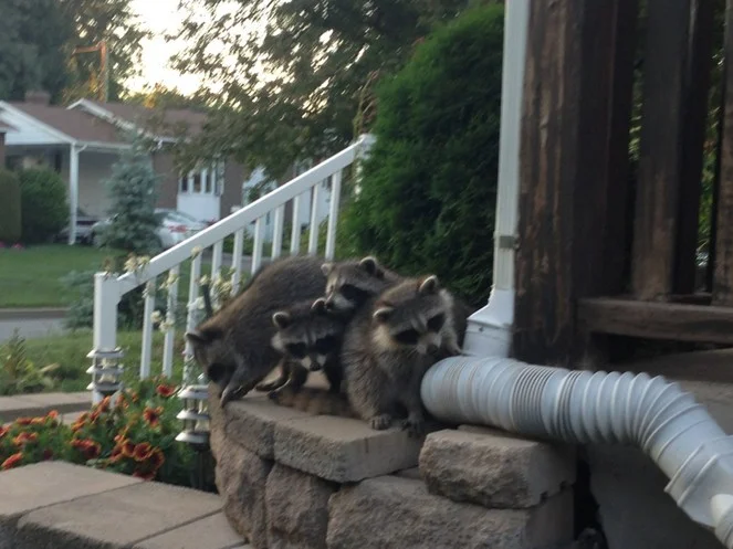Capture d'une famille de ratons laveurs