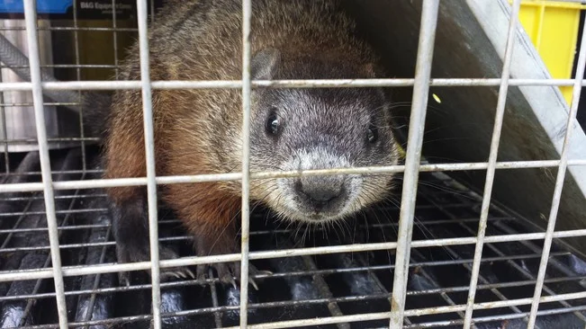 Capture et extermination de marmotte