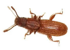 exterminateur cucujide