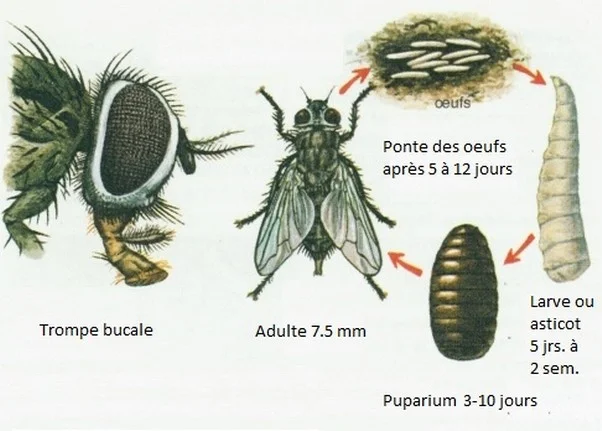 CYCLE DE VIE D'UNE MOUCHE DOMESTIQUE