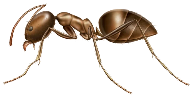 Exterminateur Fourmis Argentine 