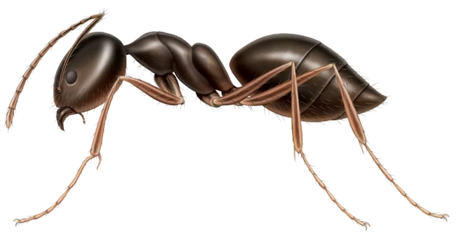 Fourmis domestique odorante