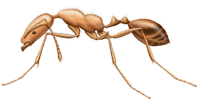 Extermination Fourmis Pharaon