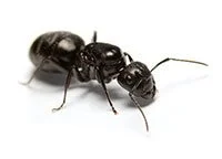 Gros plan d'une fourmi charpentière noire