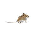 Photo d'un mulot sylvestre
