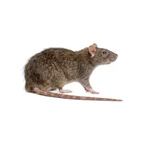 Photo d'un rat brun