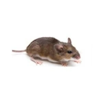 Photo d'une souris domestique