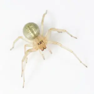 Macro photo Cheiracanthe au Québec (Yellow Sac Spider)