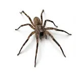 Macro photo Araignée-loup au Québec (Wolf Spider)