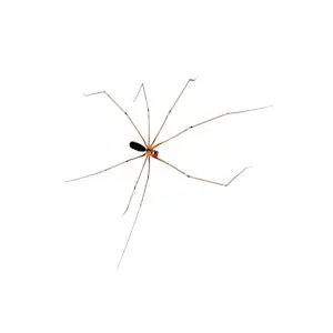 Macro photo Pholque de cave au Québec (Cellar Spider)