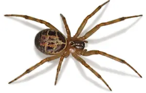 Macro photo Stéatode boréale au Québec (False Black Widow)