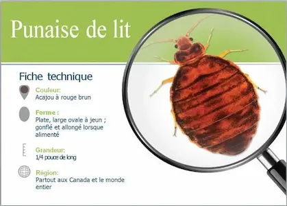 Fiche d'identification détaillée de la punaise de lit (Cimex lectularius)