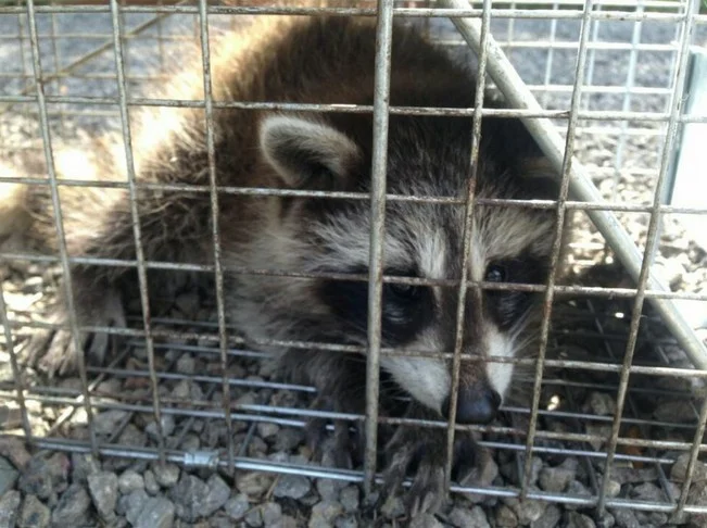 Capture et relocalisation de raton laveur Capture et relocalisation de raton laveur