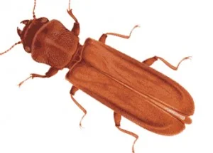 Exterminateur lycte du bois