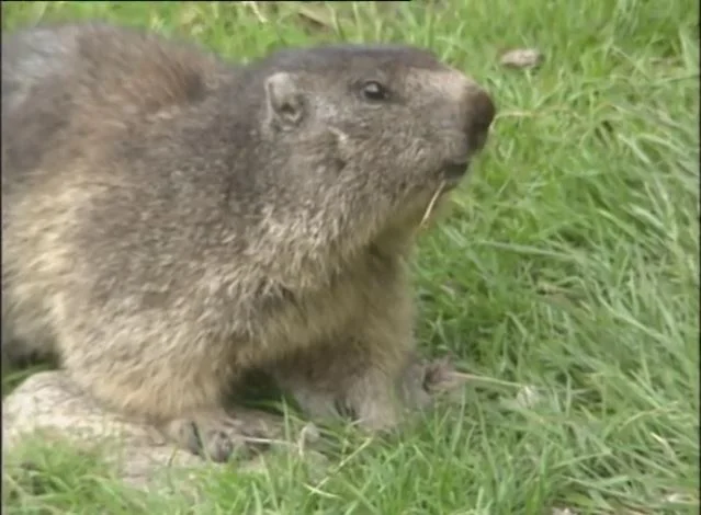 marmotte broutant de l'herbe