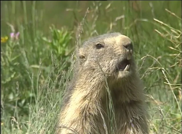 Marmotte à l'affut d'un envahisseur