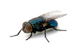 mouche à viande commune dans la maison
