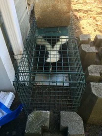 Capture et relocalisation de mouffette