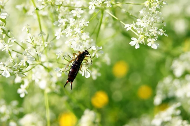 Les perce-oreilles peuvent causer des dommages aux plantes cultivées