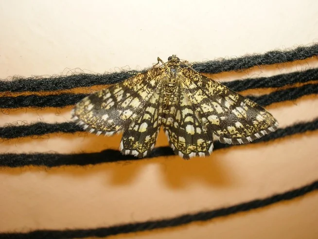 solution pour éliminer les mites solution pour éliminer les mites