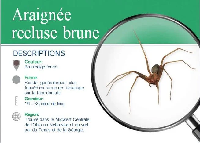 Extermination Araignée recluse brune Extermination Araignée recluse brune