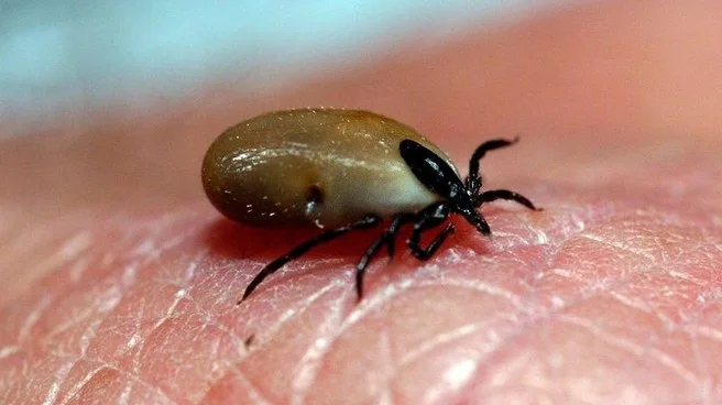 Comment prévenir les piqûres de tiques