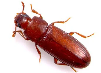 Exterminateur Tribolium de la farine 