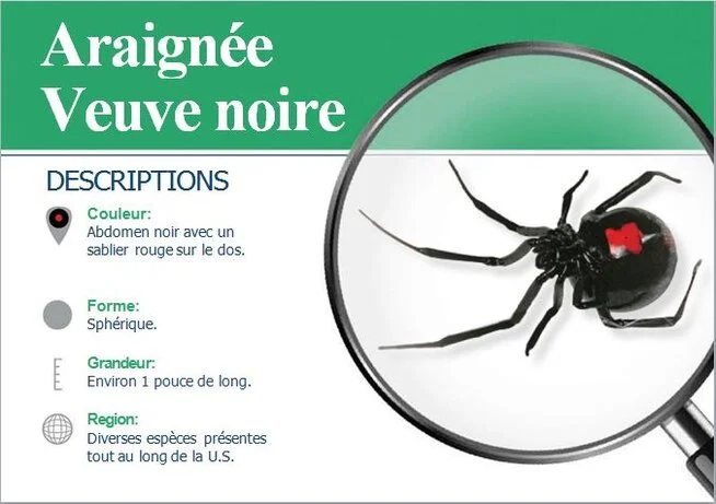 extermination Araignée Veuve Noire Extermination Araignée Veuve Noire